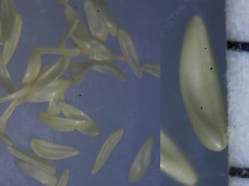 Réf. 291 585 : Stomoxys calcitrans