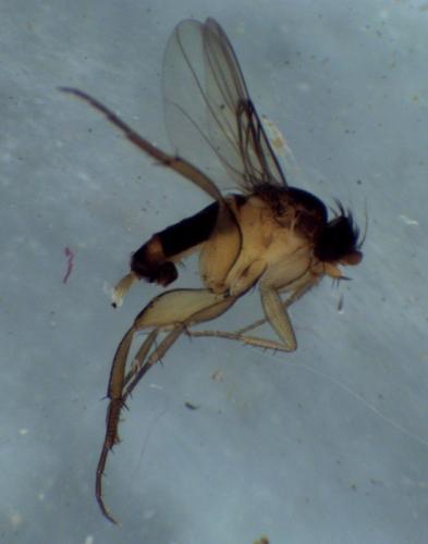 Dohrniphora cornuta