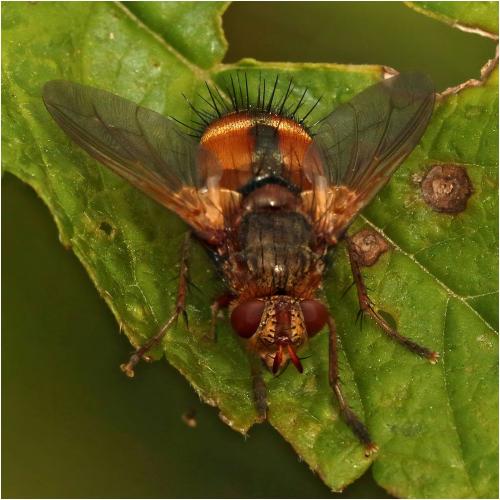 Réf. 291 849 : Tachina fera