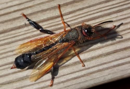 Tremex fuscicornis