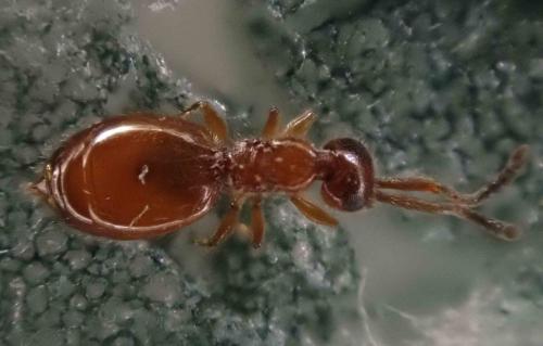 Lagynodes pallidus