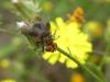 291581 – Photo : Andre Astric – France (68)