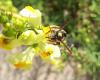 291835 – Photo : Herve – France (01)