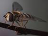 291559 – Photo : Arthropa - Benoit Martha – France (71)