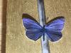 291496 – Photo : Limenitis78 – France (04)