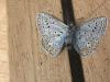 291497 – Photo : Limenitis78 – France (04)