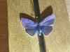 291498 – Photo : Limenitis78 – France (04)