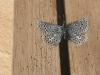 291499 – Photo : Limenitis78 – France (04)