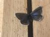 291500 – Photo : Limenitis78 – France (04)