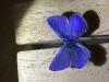 291550 – Photo : Limenitis78 – France (83)