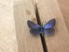 291552 – Photo : Limenitis78 – France (83)