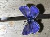 291554 – Photo : Limenitis78 – France (83)