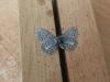291555 – Photo : Limenitis78 – France (83)