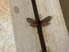 291572 – Photo : Limenitis78 – France (04)