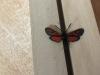 291752 – Photo : Limenitis78 – France (83)