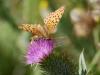 Argynnis sp.