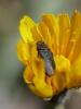 291440 – Photo : BourrinOman – France (05)
