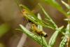 291380 – Photo : Christian Gastou – France (84)