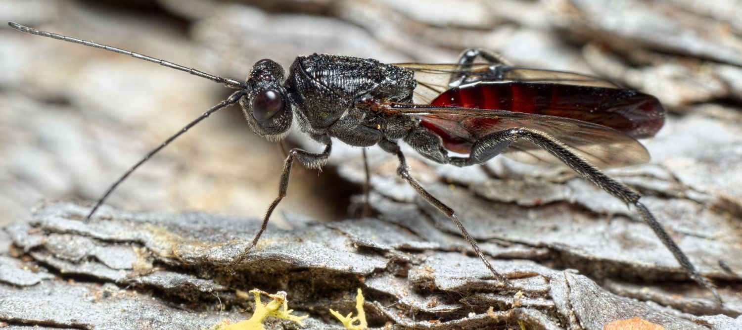 Pierre Bornand - Ibalia (Ibalia) leucospoides - réf. 291760 (1500 x 667 pixels, 139 ko)