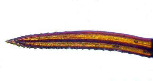 Cephus fumipennis