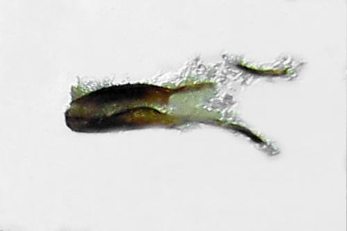 Cephus fumipennis