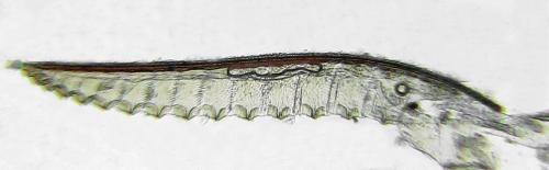 Athalia circularis