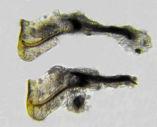 Emphytus truncatus