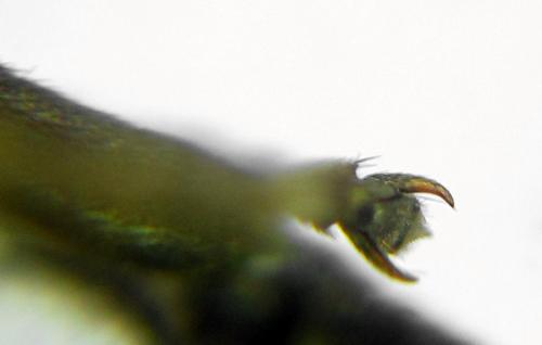 Réf. 292 513 : Athalia cordata