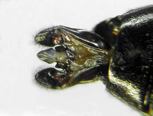 Réf. 292 103 : Tenthredo campestris