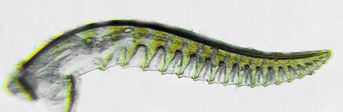 Emphytus calceatus