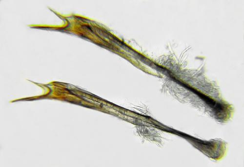 Réf. 292 564 : Cladius pectinicornis