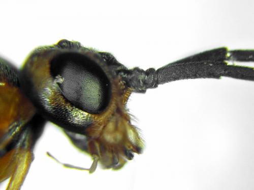 Réf. 292 143 : Euura nigricornis