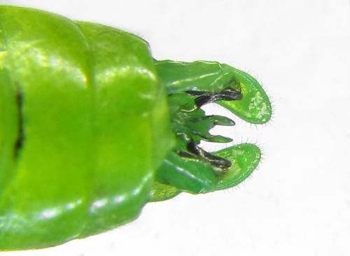 Réf. 292 227 : Rhogogaster chlorosoma
