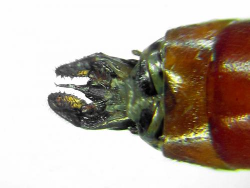 Réf. 292 338 : Tenthredo colon
