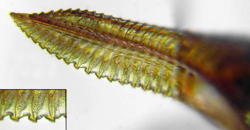 Réf. 292 086 : Dolerus picipes