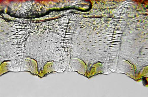 Athalia circularis