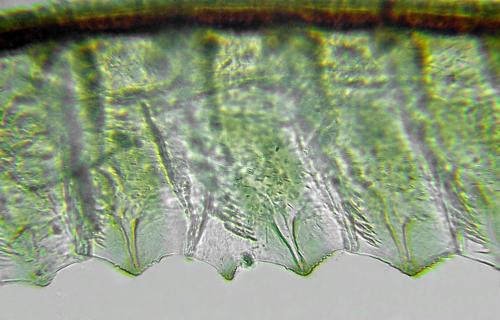 Réf. 292 447 : Eutomostethus ephippium