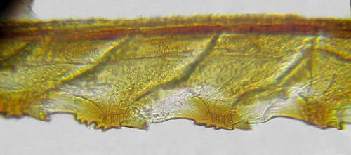 Réf. 292 497 : Dolerus aericeps