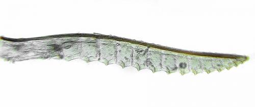 Athalia cordata