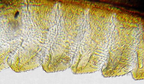 Réf. 292 532 : Ametastegia equiseti