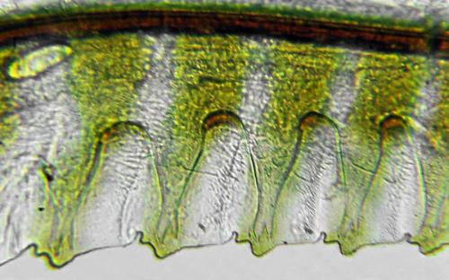 Emphytus calceatus