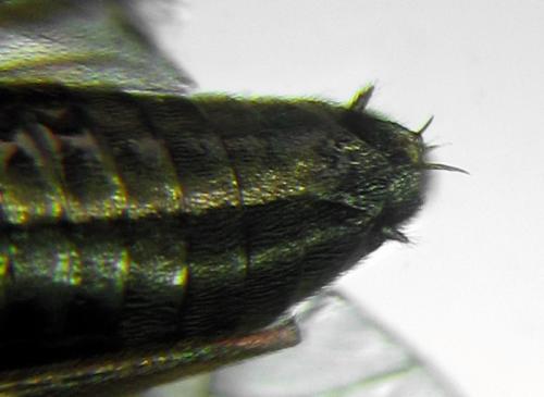 Cladius pectinicornis
