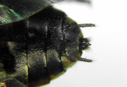 Euura nigricornis