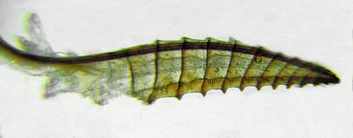 Priophorus grandis