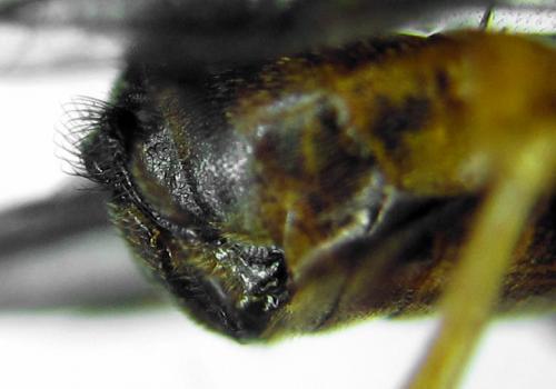 Réf. 292 204 : Pristiphora conjugata