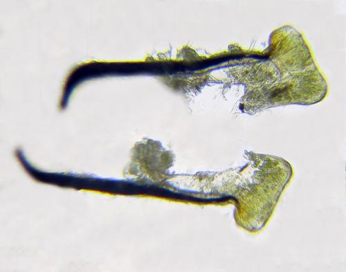 Rhogogaster chlorosoma