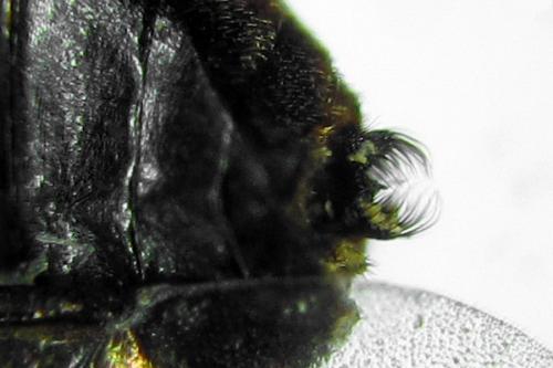 Réf. 292 205 : Pristiphora conjugata
