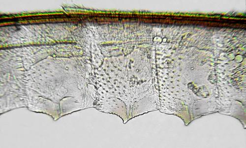 Athalia cordata