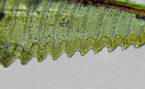 Euura nigricornis