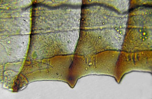 Priophorus grandis